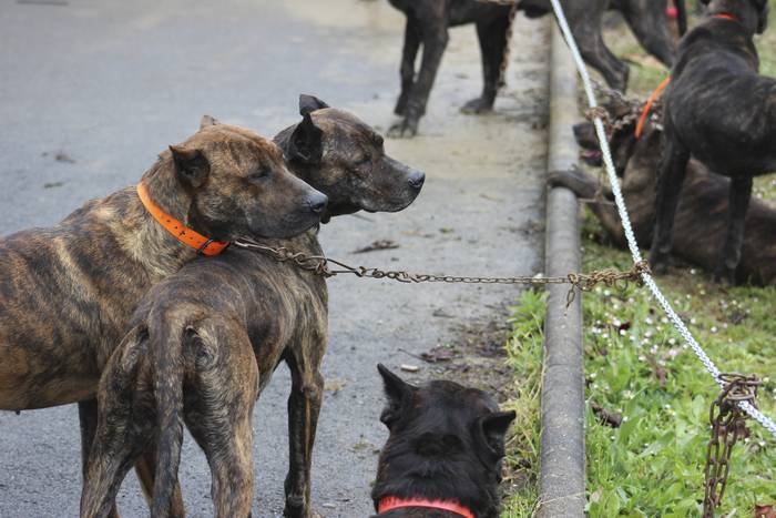 Baserri Azoka egin dute Okon 19 1521978773133