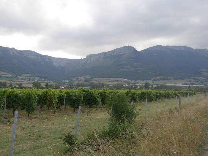 Aloriatik Urduñarako bidean ere mahastiak ikus daitezke