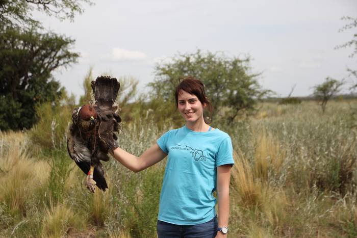 Arrano koronatua (La Pampa, Argentina)