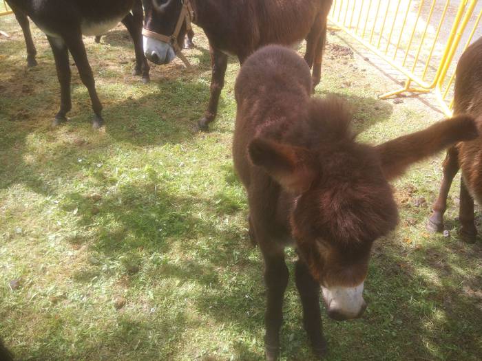 San Isidro Azokak jende ugar 54 1494852939435