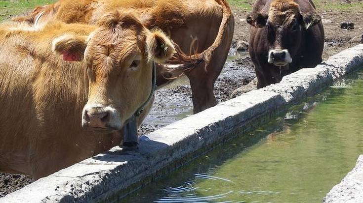 Laudio Udalak lehen sektorea laguntzen jarraituko du Arrañon abere mahuka bat jarriz