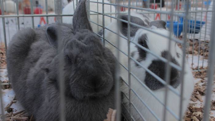 Abere eta trikitixa doinuak  12 1507484624486