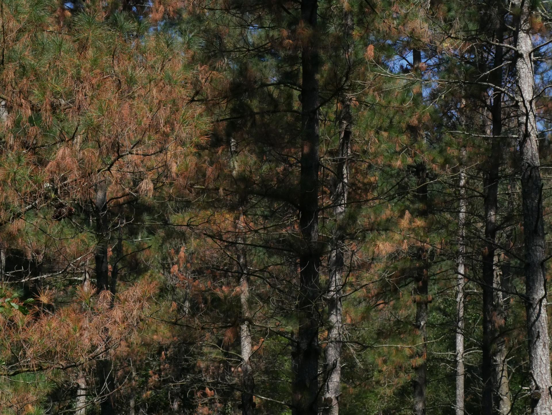 Amurrioko Udalak 150 hektareatan tratamendua egingo du asteburuan banda marroia prebenitzeko