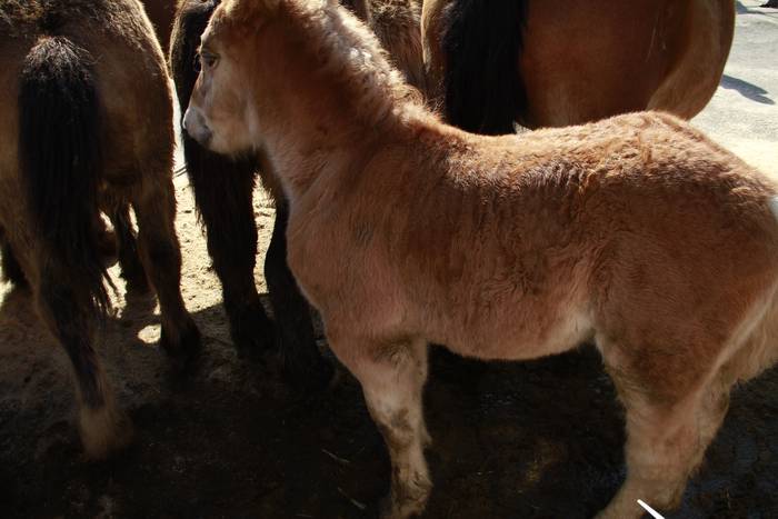 Dolumin Barikuak eta Korrika 13 1491597143515