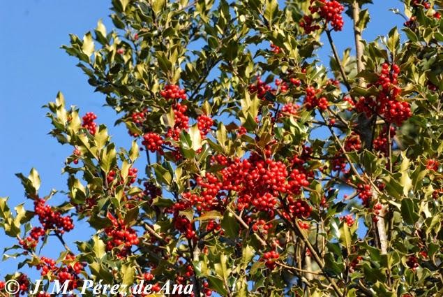Urduñako fruta-arbolak ezagutzeko txangoa antolatu du Txarlazok