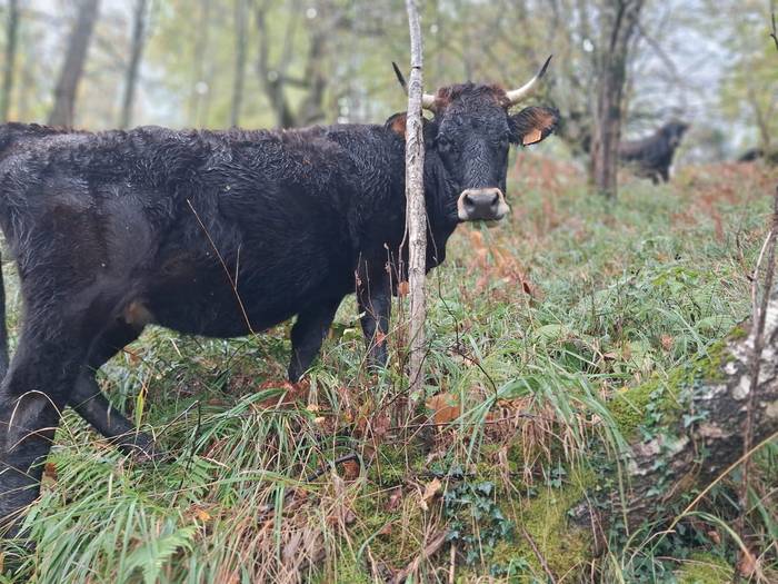 Supelaur Elkarteko zendutako 15 1761507452818