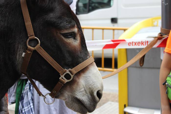 Sokatik tiraka itzuli dira j 3 1503500165717