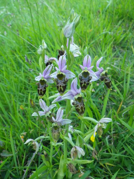 [KOMUNITATEA] Larrañoko orki 13 1498768734270