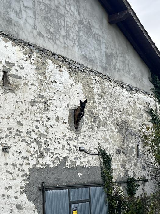 Omenaldiek bereziki hunkigar 41 1765402854197