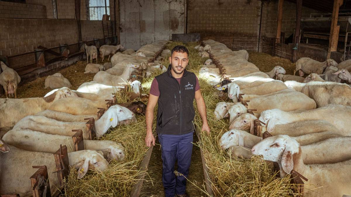 Abeltzaintzaren erromantiko berriak