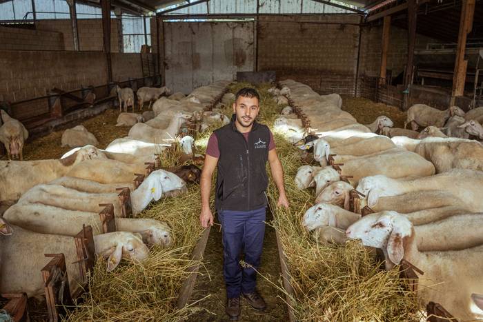 Abeltzaintzaren erromantiko berriak