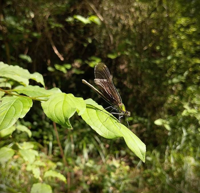 Ezetz asmatu non nagoen