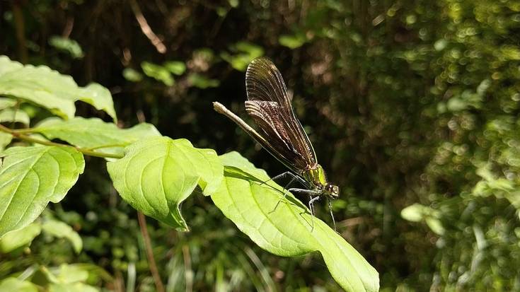 Ezetz asmatu non nagoen