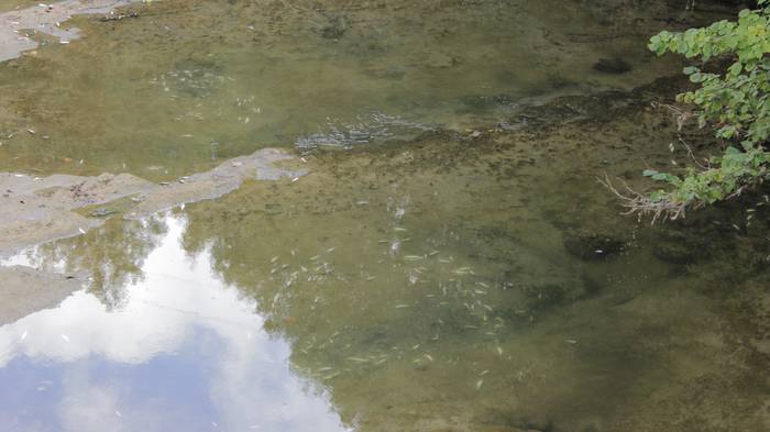 Nerbioi Ibaian hildako arrai 9 1505476455815