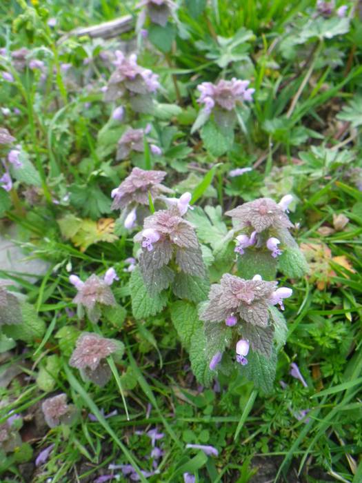 Agur esan baino arinago... 5 1523298186687