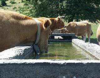 Baso abeltzaintza bultzatuko dute Urduñan eta Orozkon