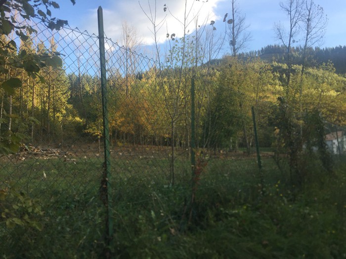 Igerilekuko makalak moztuko dituzte, berriak landatzeko