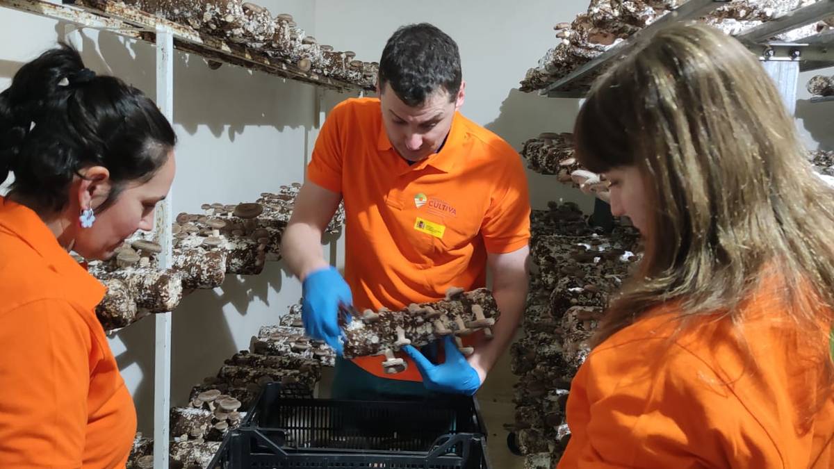 Delika2 shiitake ekologikoko ustiategia eredu bilakatu da eta hurrengo astean nekazari berrien bigarren egonaldia izango du