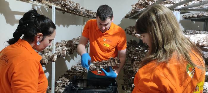 Delika2 shiitake ekologikoko ustiategia eredu bilakatu da eta hurrengo astean nekazari berrien bigarren egonaldia izango du