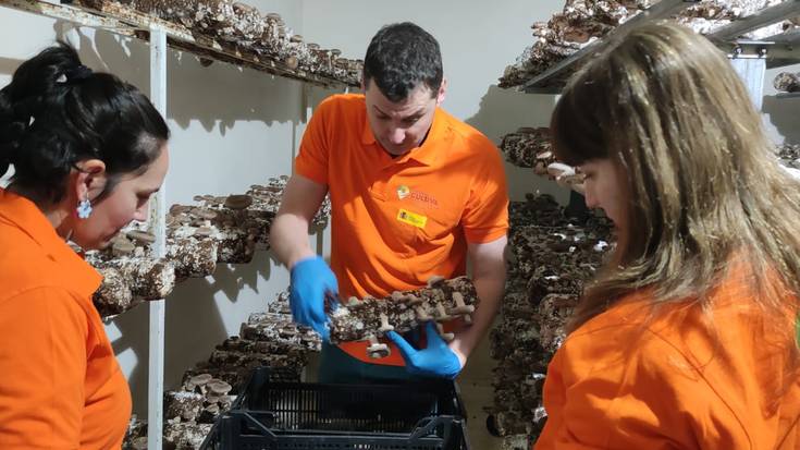 Delika2 shiitake ekologikoko ustiategia eredu bilakatu da eta hurrengo astean nekazari berrien bigarren egonaldia izango du